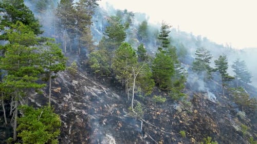 Wildfires burning forest