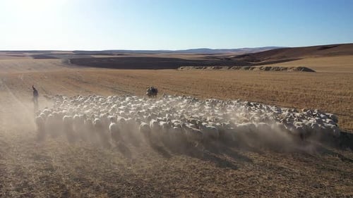 Flock Of Sheep Walking In The Meadow And Shepherd