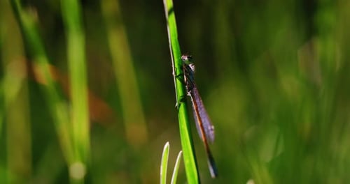 Un être minuscule repose sur le gazon aux teintes émeraude, parcourant gracieusement les lames verdoyantes