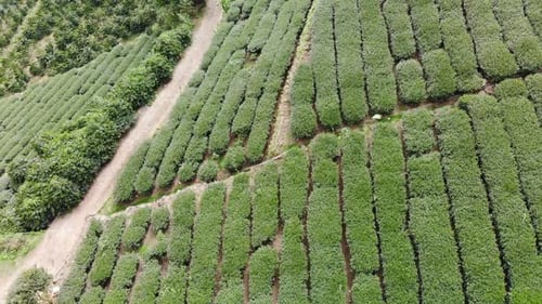 Agriculture Tea