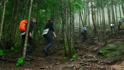 Group of Tourists is Walking on Mountain Trail in Dense Forest Clip Tourists Climb Mountain Slope in
