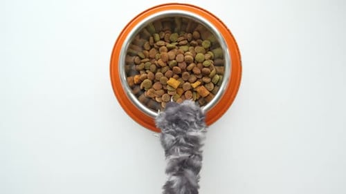 Cat's Paw Taking a Bowl Filled Dry Food on a White Studio Background Humor Funny Video Playful Cat