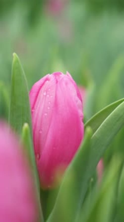A Vibrant Pink Tulip Flourishing Beautifully Among Lush Green Leaves in Natures Beauty