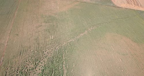 Foto de drone com vista superior de campos de girassol amarelos e verdes para agricultura com céu azul aberto