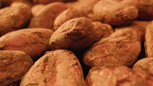 Kakaobohnen Makro gerösteter Kakao oder fallende Kakaobohnen in Zeitlupe, Nahaufnahme, Schokoladenherstellung