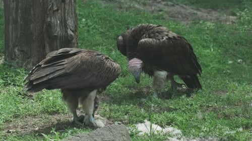 Pair of Vulture bird feeding
