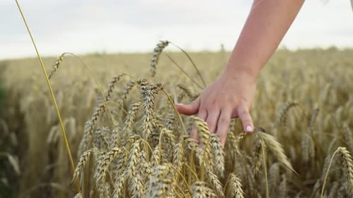 A Woman's Hand Runs Along the Ears of Wheat in the Field
