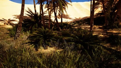 Palms Oasis in the Desert