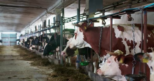 Cattle Feeding Systems