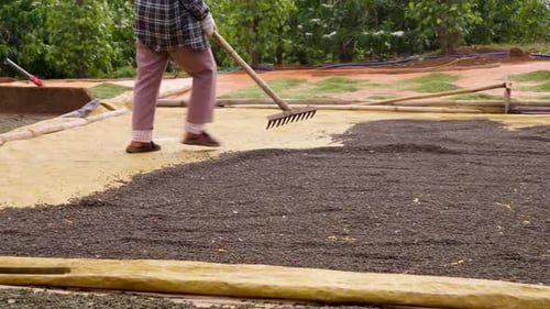 Farmer Spreads Pepper to Dry in the Sun
