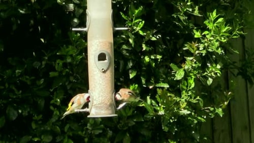 A Couple Of Goldfinch Eating Seeds On The Bird Feeder. - medium shot