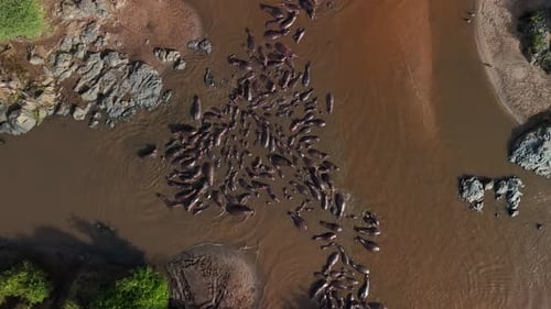 Aerial Hippo Pool