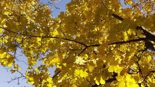 Golden Maple Leaves on Tree Branches Gently Swaying in the Wind at Sunny Day Lush Autumn Yellow