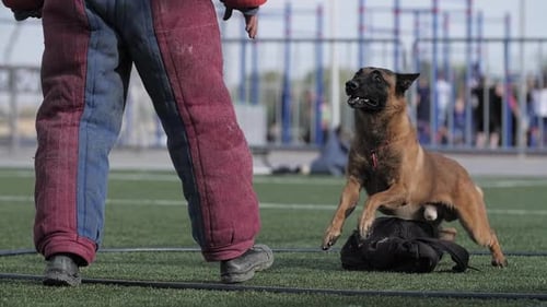 Dog Training Attack in Open Urban Setting