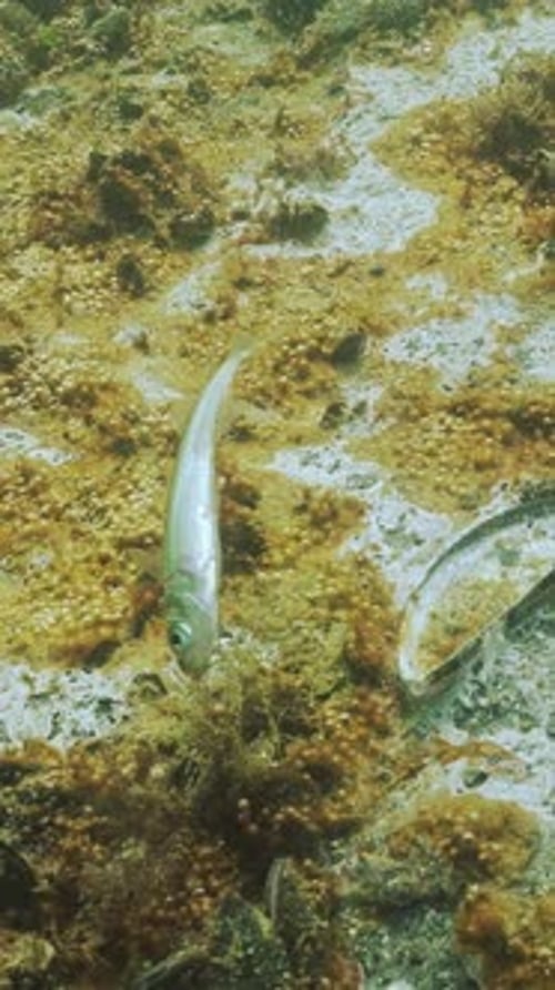 Un éperlan des sables à grande échelle mort repose sur le fond par des organismes benthiques décédés avec des microbulles de gaz
