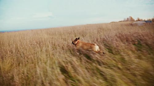 A Playful French Bulldog Joyfully Chasing Through a Vibrant Meadow Capturing the Essence of Freedom