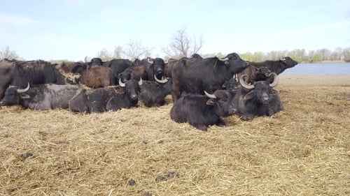 Camera zooms in on herd of Water Buffaloes resting and feeding on hay in meadow