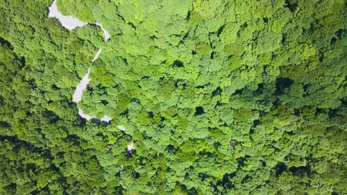 Top Down Aerial/Drone Fly over Forest Mountain Valley with Road in Summer