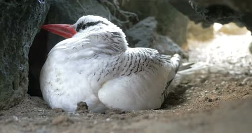 Red Billed Tropicbird