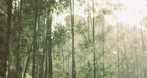Serene Sunlight Filters Through Lush Bamboo Forest in Quiet Morning