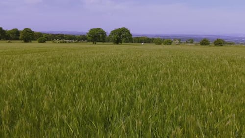 Aerial view of a green wheat field on a farm
