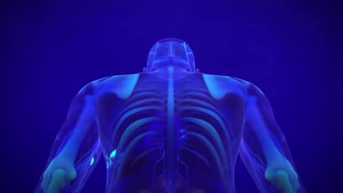 Futuristic Human Anatomy Scan with Glowing Skeleton and Nervous System