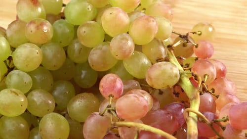 Traube hautnah, Konzeptweinherstellung, Weinproduktion, Rebsorte. Frische Weintrauben