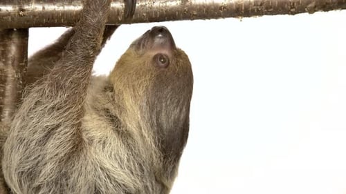 Sloth on white background climbing branch