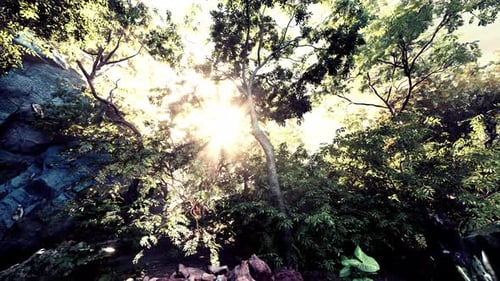 Bright Sun Rays Through Green Forest Canopy Motion Background