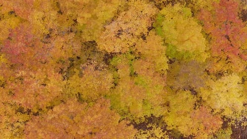 Vibrant autumn foliage in a dense forest from above, showing rich fall colors, aerial view