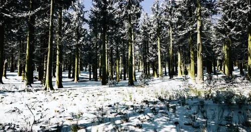Snow Covered Forest Reveals Tranquil Beauty in Winter Twilight Hours