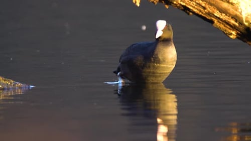 Eurasian Coot (Fulica atra) stretching and preening it self in shallow waters.