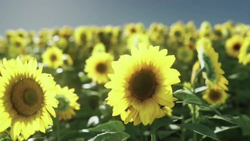 Un champ de tournesols éclatant sur fond de ciel époustouflant