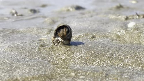 shot of a hermit crab emerging from a shell and crawling off camera, on a wet sand beach.