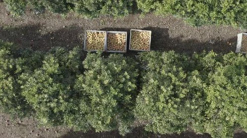 Grapefruit orchard during picking, with large pallets full of fresh picked Grapefruit