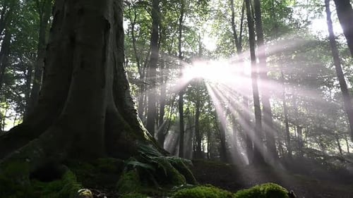 Slider shot of forest floor with amazing sunrays shining through the mist and the trees