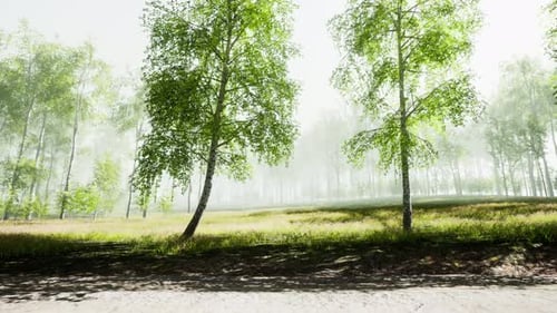 Sunrise or Sunset in a Spring Birch Forest with Rays of Sun Shining