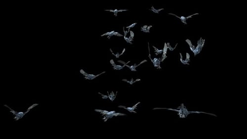 Realistic Flying Ravens Flock Animation