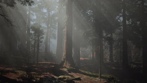 A Dense and Majestic Forest with Towering Trees