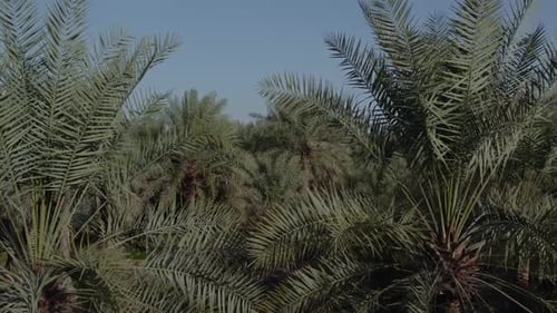 Drone shot for palm oasis Horizon view