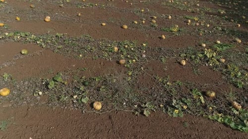 Aerial drone shot of a beautiful field of bright orange pumpkins