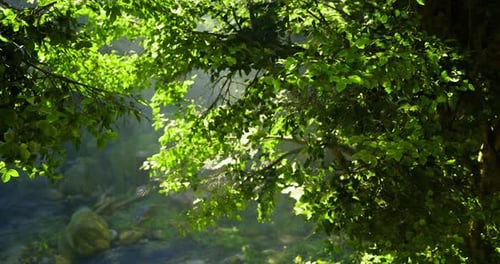 Lush Green Foliage with Sunlight Filtering Through in a Tranquil Forest Setting