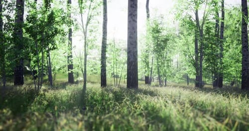 Lush Green Forest with Sunlight Filtering Through Tall Trees in the Morning