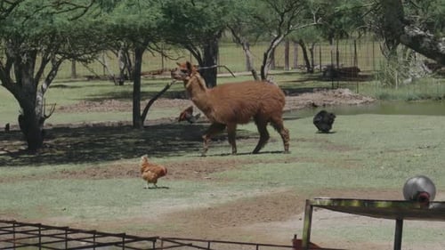Camelid and other animals in small farm. Tracking shot