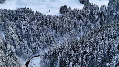 Spectacular pine-tree woods coated in snow. Meadows are covered with snow.