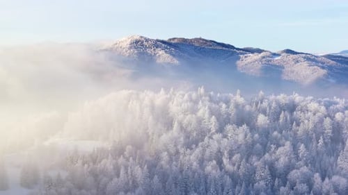 Aerial View of a Forest Covered with Frost on the Mountain Slopes