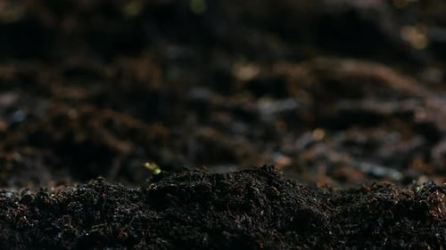 Culture agricole de plantes