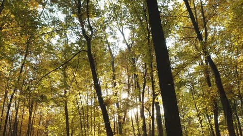 Sunlight Sunrays Shine Through Woods In Forest Landscape Calm Flight Through Fall Autumn Forest