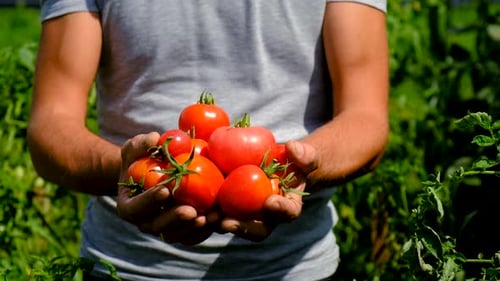 A Man Farmer Harvests Tomatoes in the Garden Selective Focus