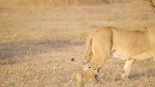 Cute lion cub trotting close to its lioness mother in african savannah.